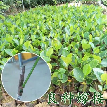 泰国红肉菠萝蜜苗马来西亚一号菠萝蜜苗八号菠萝蜜苗