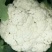 散花，松花菜，有机花，大量上市