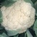 散花，松花菜，有机花，大量上市