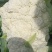 散花，松花菜，有机花，大量上市
