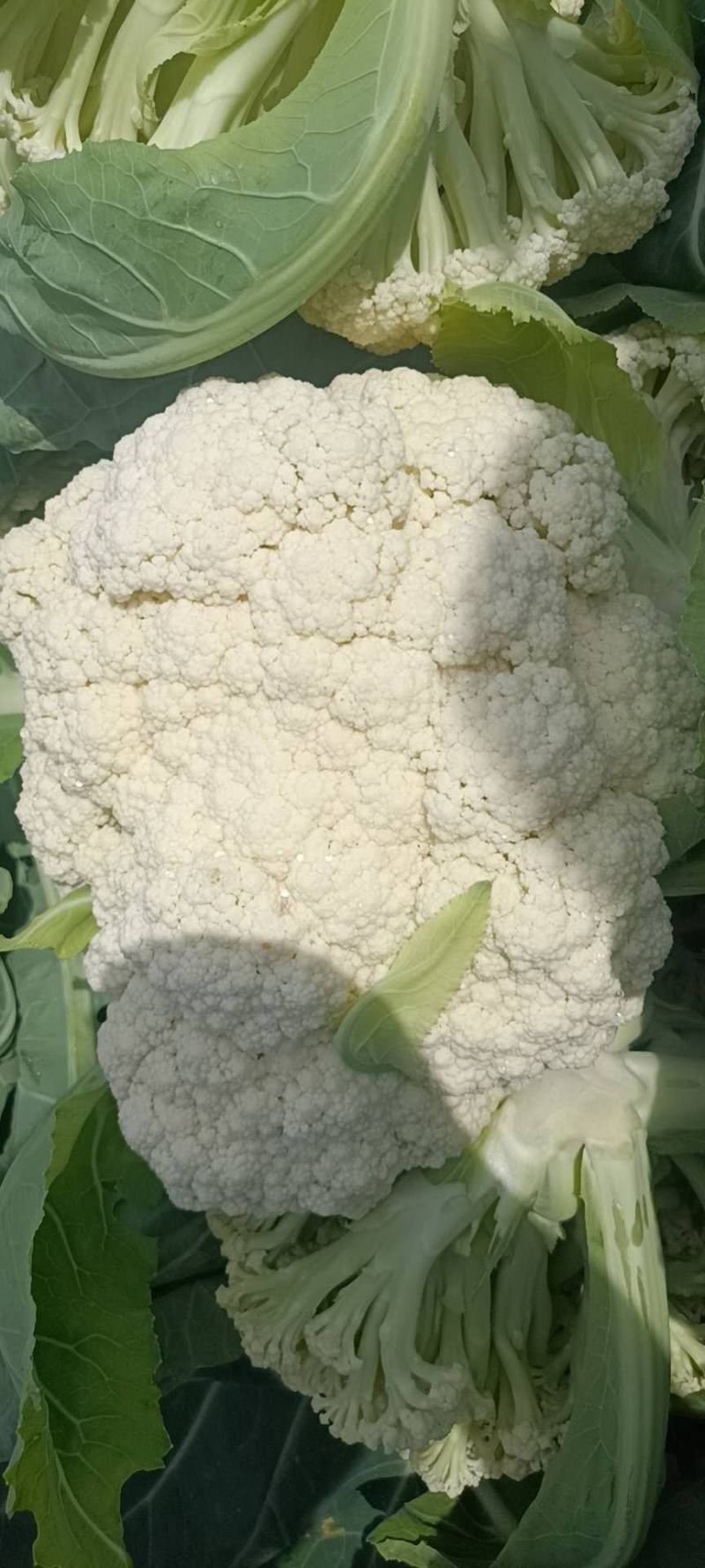 散花，松花菜，有机花，大量上市
