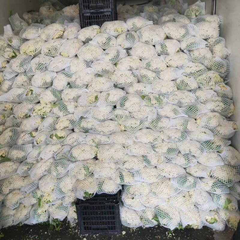 散花，松花菜，有机花，大量上市