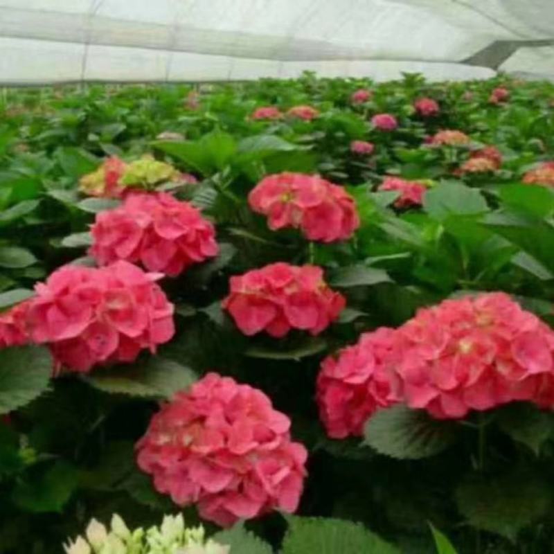 绣球八鲜花小苗基地直销