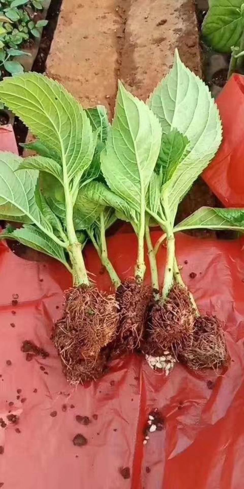 绣球八鲜花小苗基地直销