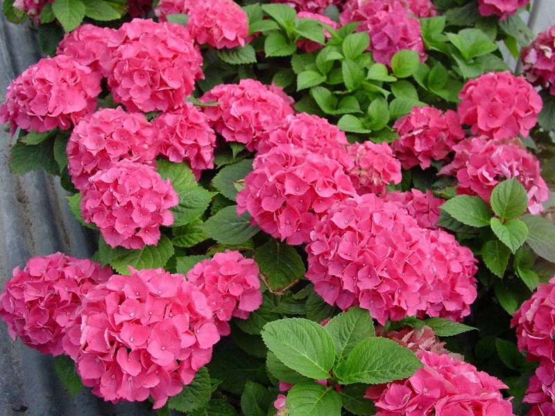 绣球八鲜花小苗基地直销
