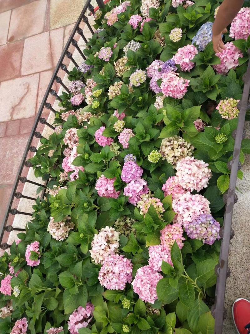 绣球八鲜花小苗基地直销