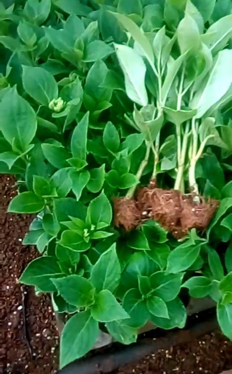 绣球八鲜花小苗基地直销