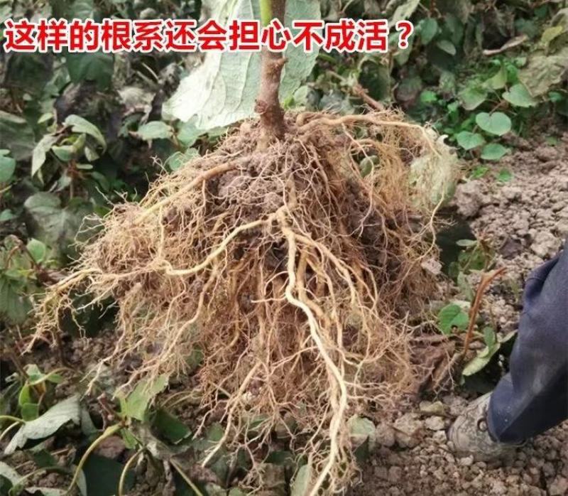 红心猕猴桃苗猕猴桃苗嫁接苗扦插苗红心品种