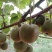 冰糖味丑猕嫁接苗绿心，猕猴桃糖度最高二十多度。现在涨价了