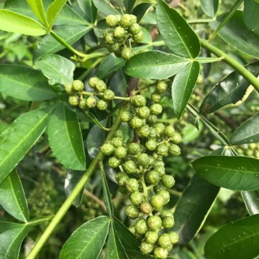 汉源花椒青花椒藤椒九叶青椒