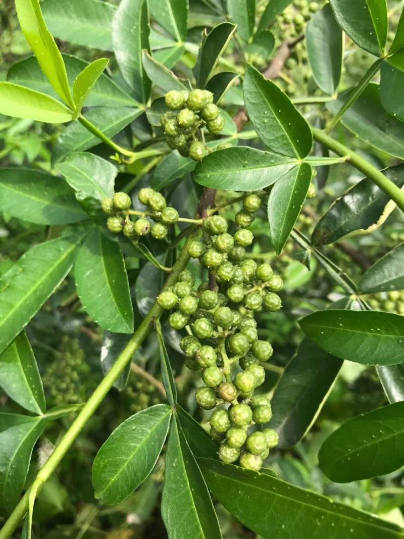汉源花椒青花椒藤椒九叶青椒