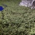 汉源花椒青花椒藤椒九叶青椒