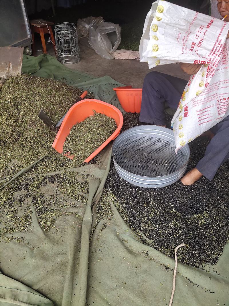 汉源花椒青花椒藤椒九叶青椒