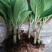 绣球八鲜花小苗基地直销
