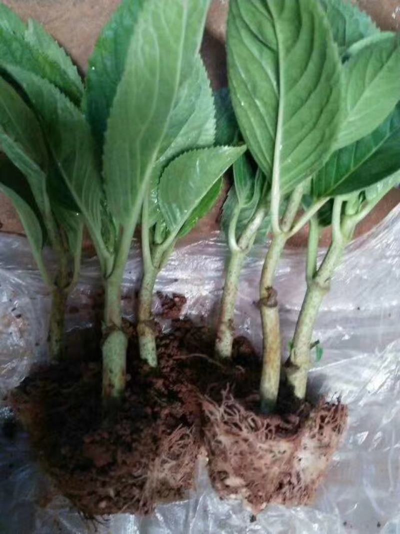 绣球八鲜花小苗基地直销