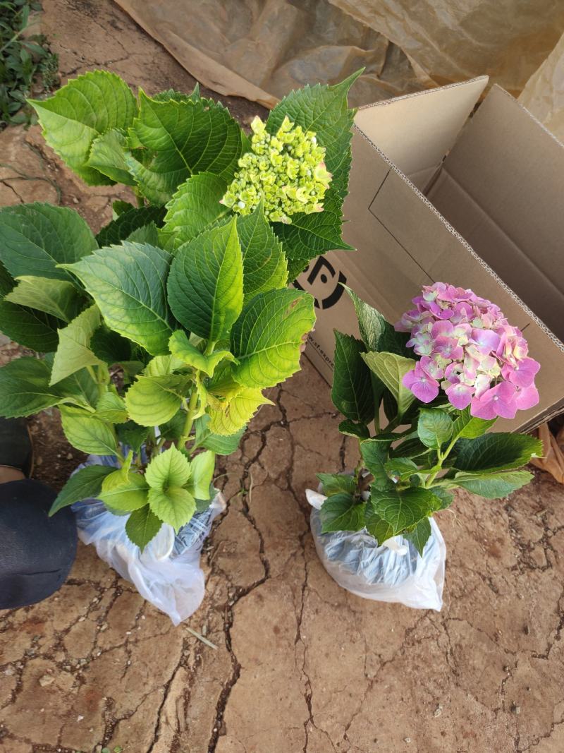 绣球八鲜花小苗基地直销