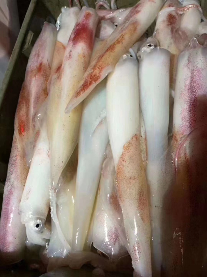 手钓鱿鱼食用冰冻可刺身