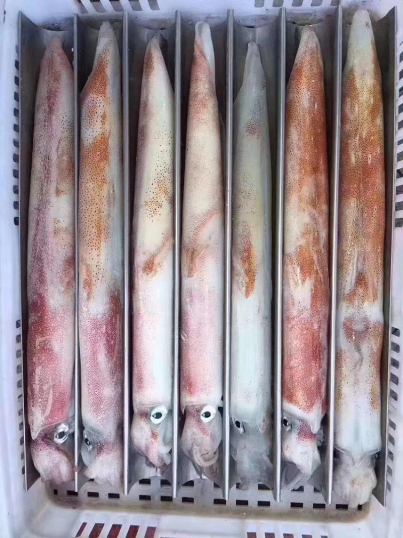 手钓鱿鱼食用冰冻可刺身