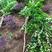 老紫薇紫薇树2~7公分杆直量大紫薇红