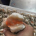 面包蟹，油炸，自助，酒店小吃