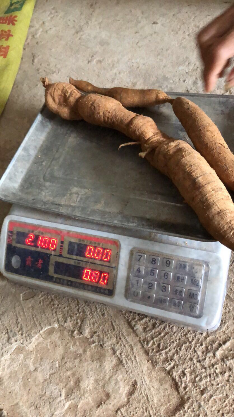野生牛大力金钟根大力薯