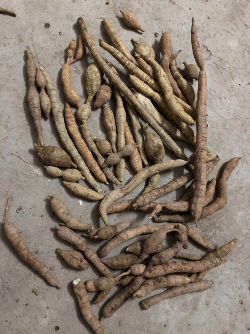 野生牛大力金钟根大力薯