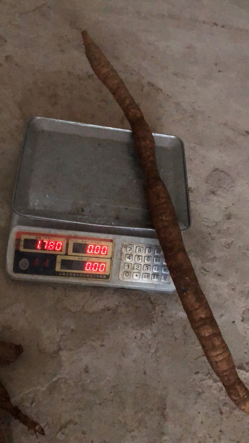 野生牛大力金钟根大力薯
