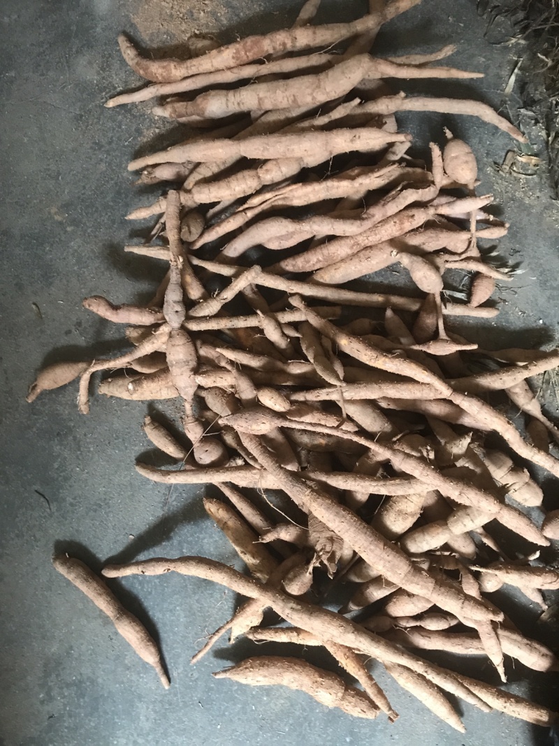 野生牛大力金钟根大力薯