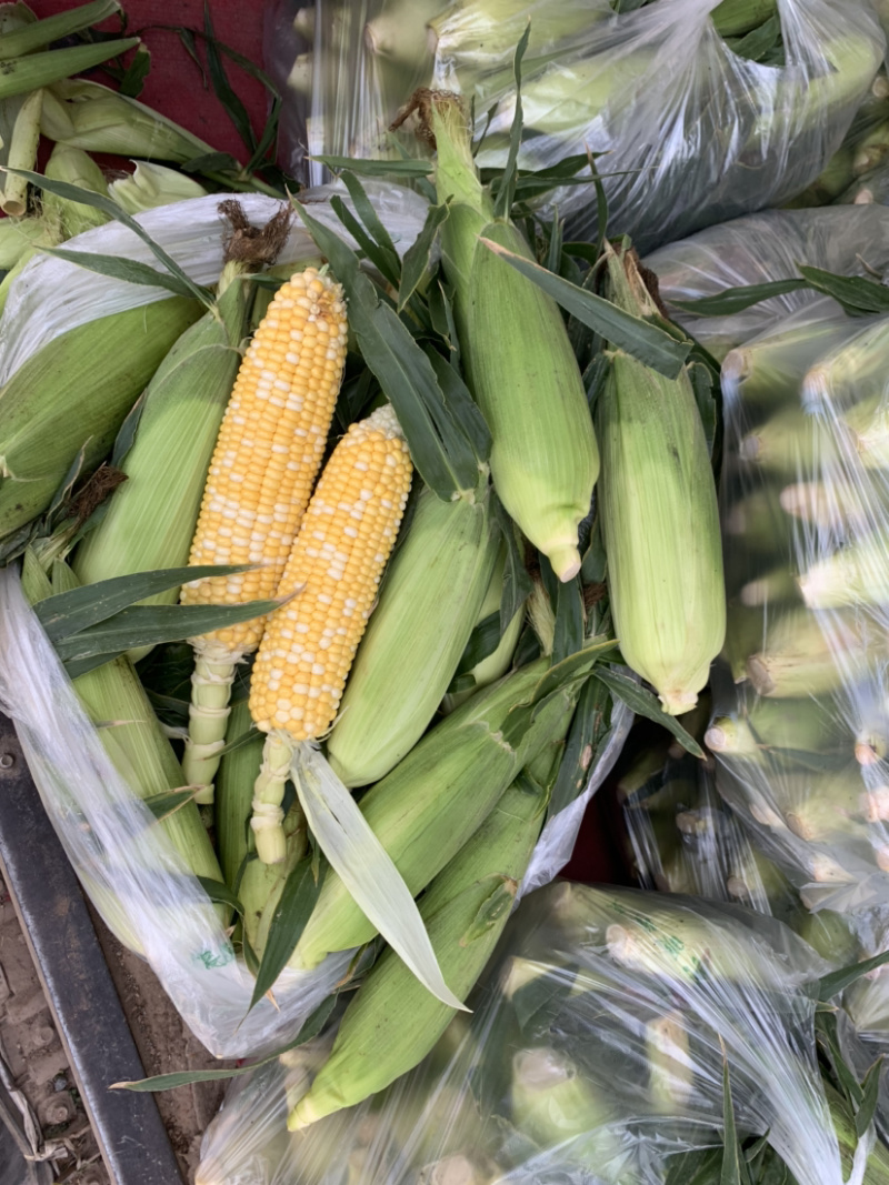 水果玉米，黄白颗粒大量上市