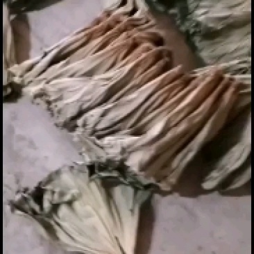 白洋淀天然红莲干荷叶