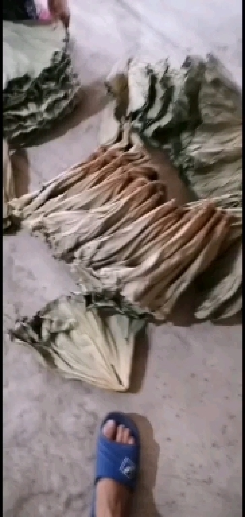 白洋淀天然红莲干荷叶