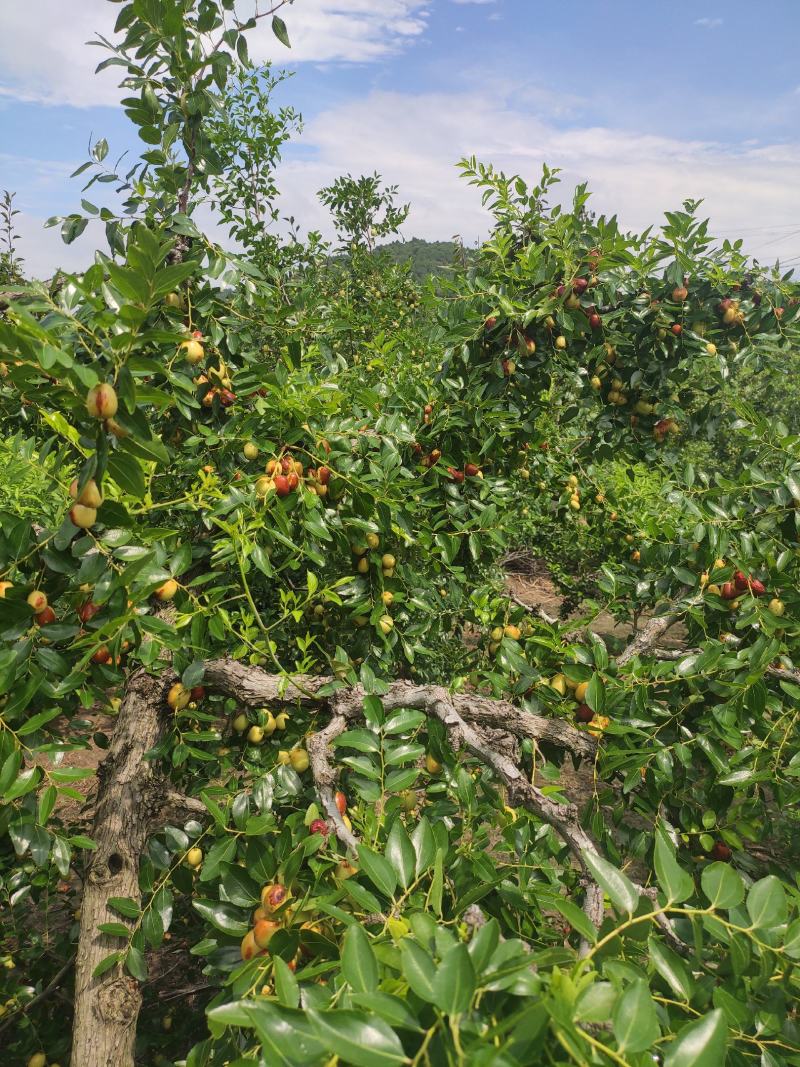 米枣万亩基地贵妃枣口感超好