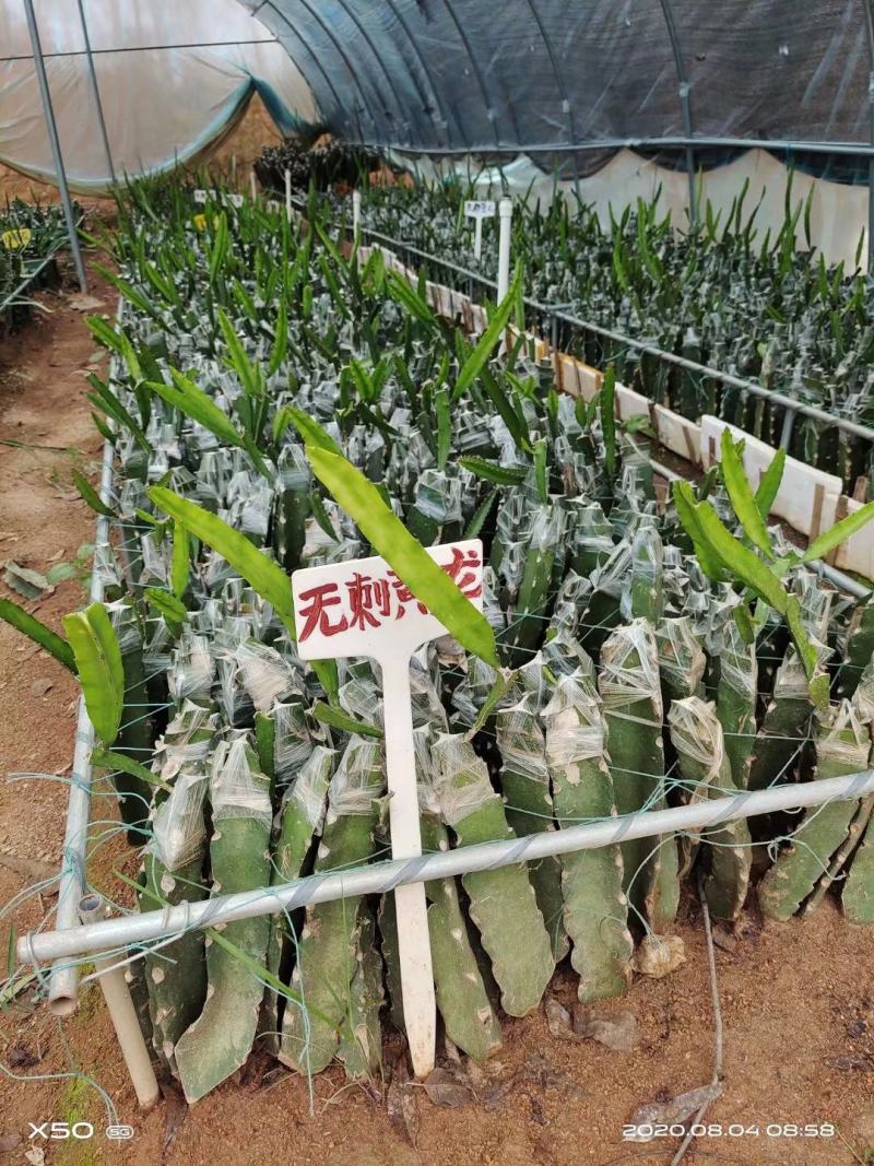 无刺黄龙果苗火龙果苗嫁接苗扦插苗枝条