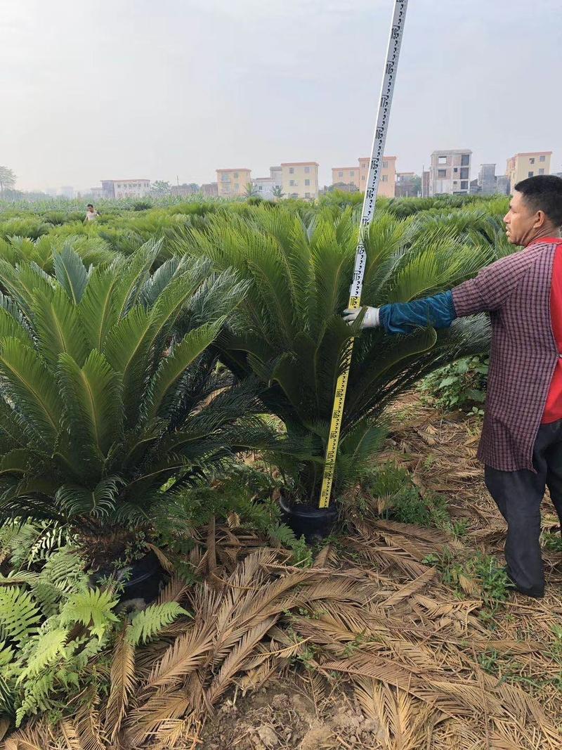 长期大量批发各种规格占地苏铁杯苗，地苗，等等