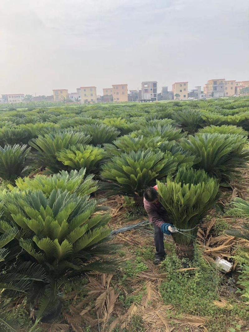 长期大量批发各种规格占地苏铁杯苗，地苗，等等