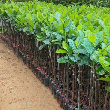 菠萝蜜苗泰国红肉菠萝蜜苗八号菠萝蜜苗