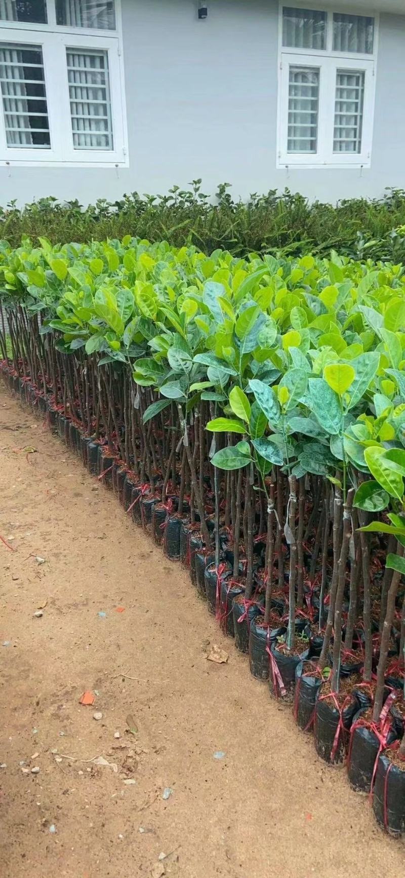 菠萝蜜苗泰国红肉菠萝蜜苗八号菠萝蜜苗