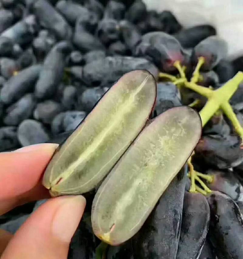 巨峰葡萄苗80~110cm1年