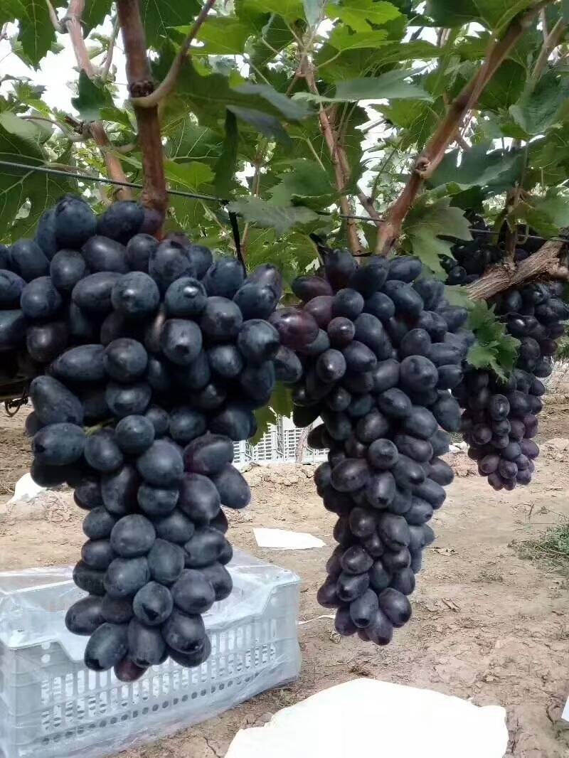 巨峰葡萄苗80~110cm1年