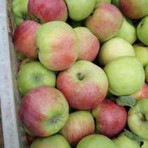 藤木苹果大量上市了，货源充足，价格不高，产地直销
