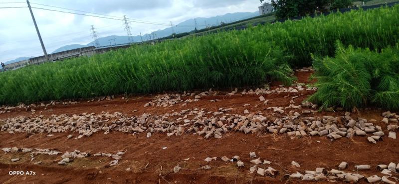 云南松苗，云南松杯苗，基地直销，证件齐全