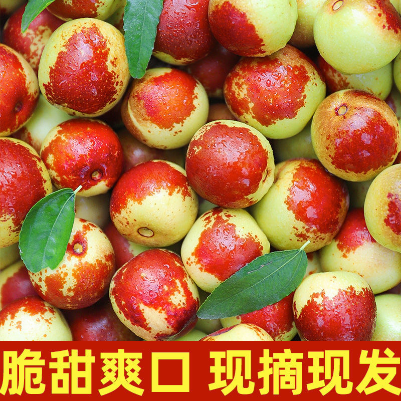 【精品冬枣】产地直供新鲜婆枣，欢迎电话咨询