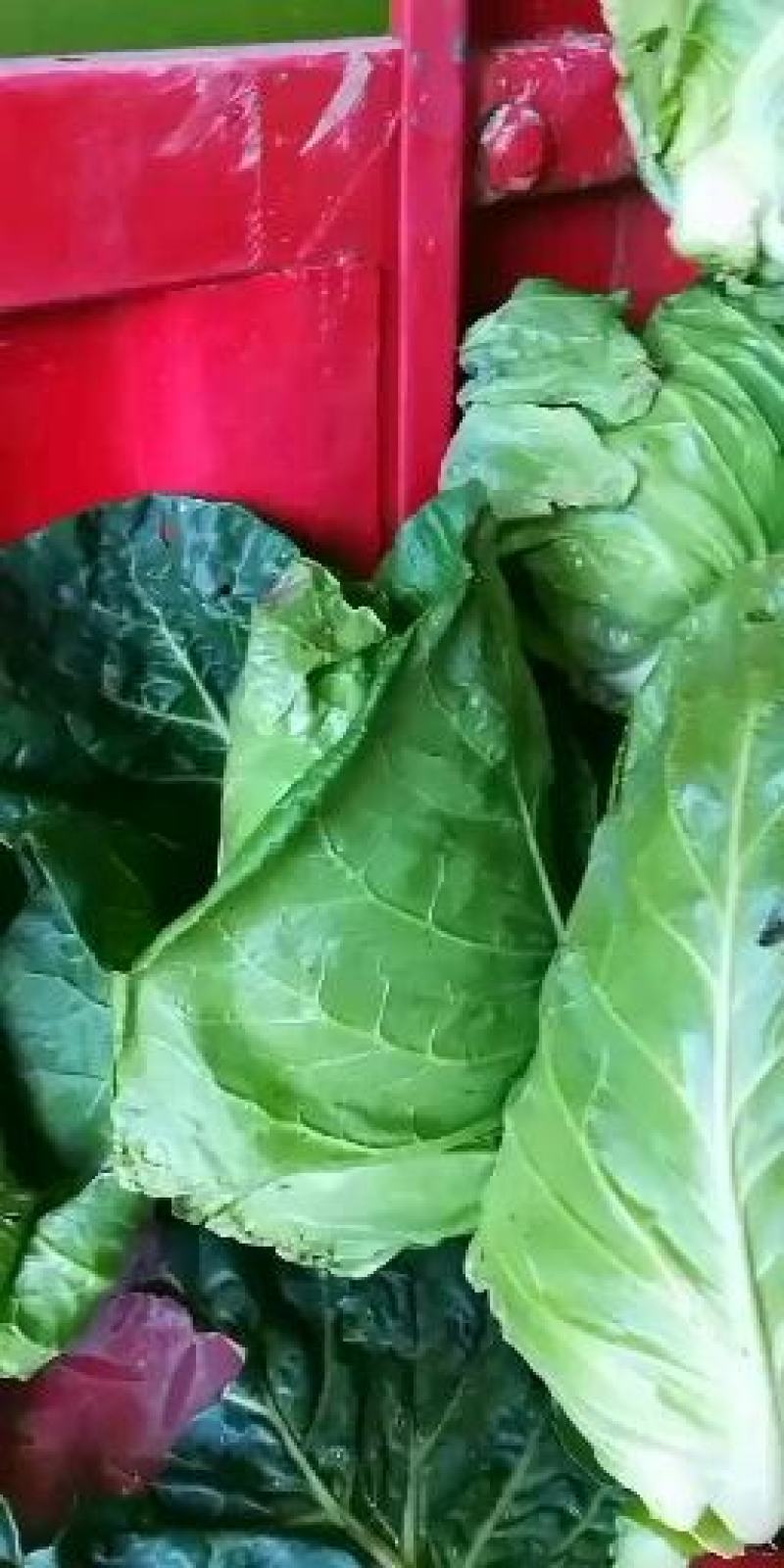 超绿，超清秀，卖样好，无黄边，口感清脆
