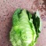 超绿，超清秀，卖样好，无黄边，口感清脆