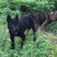 重庆地区长期繁殖四川川东猎犬杜高马犬狗崽母