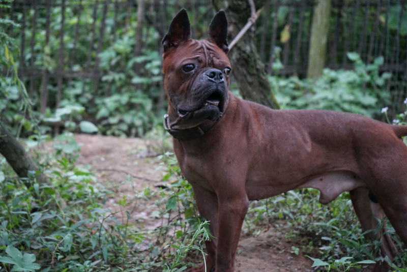 重庆地区长期繁殖四川川东猎犬杜高马犬狗崽母