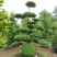 造型树、女贞造型树、造型女贞树鄢陵基地直销