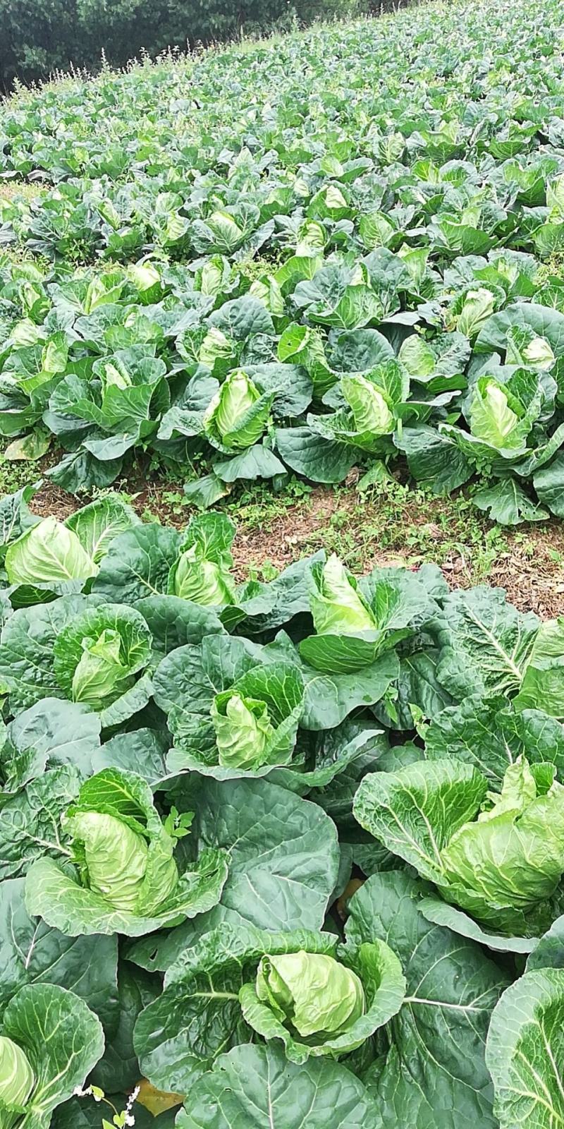 超绿，超清秀，卖样好，无黄边，口感清脆