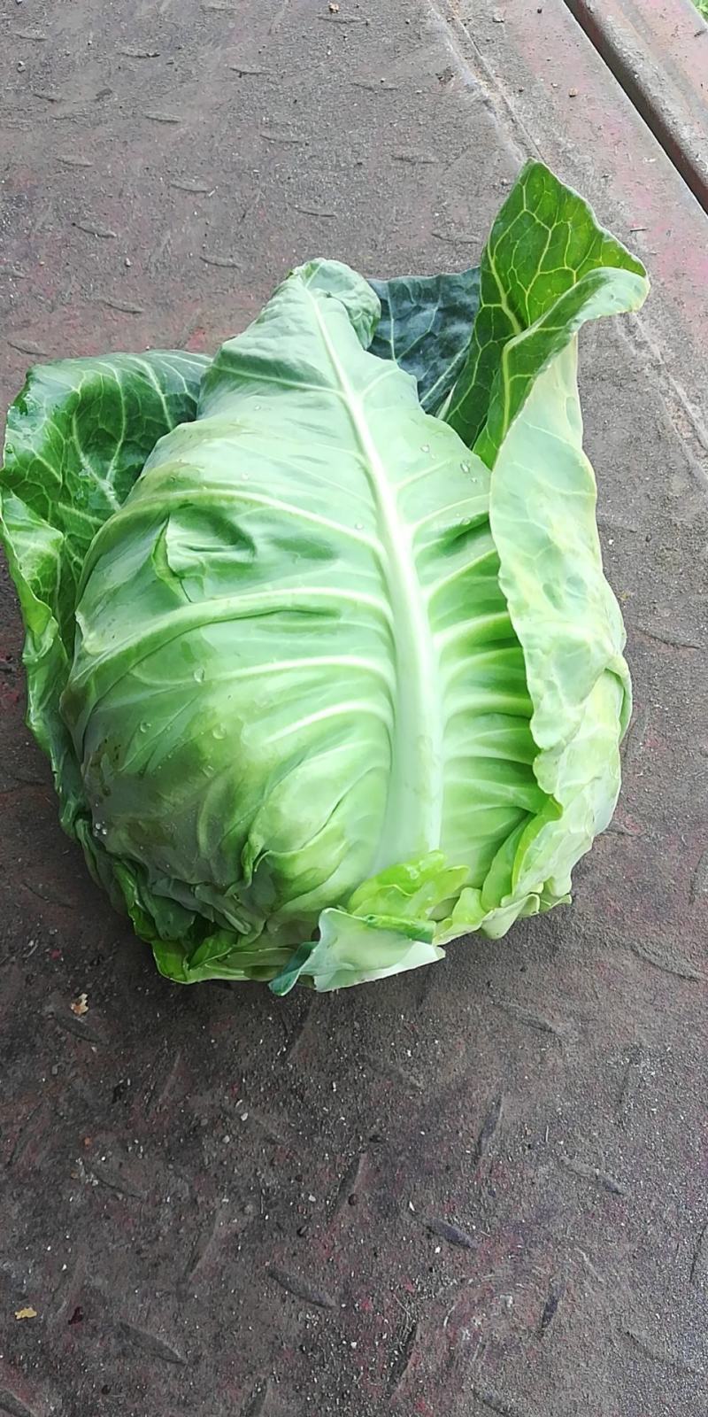 超绿，超清秀，卖样好，无黄边，口感清脆