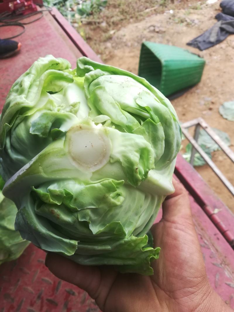 超绿，超清秀，卖样好，无黄边，口感清脆